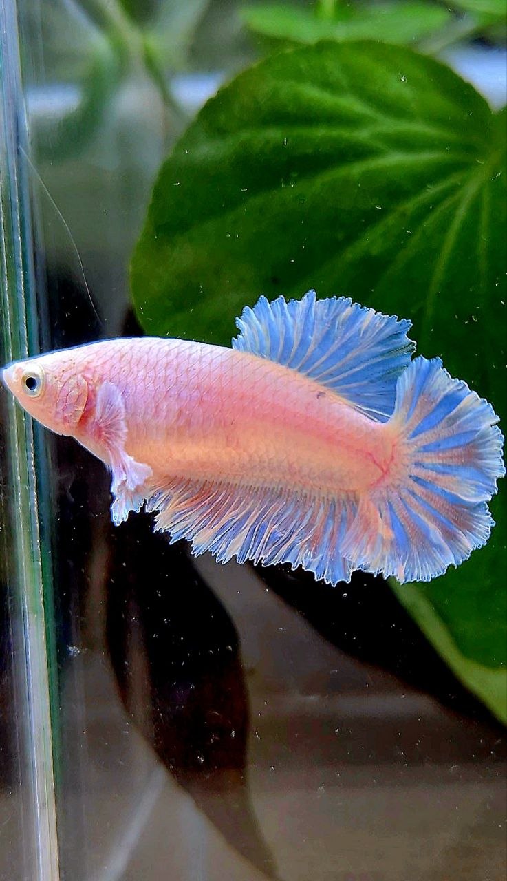 FEMALE HALFMOON FEATHER TAIL WHITE BETTA FISH