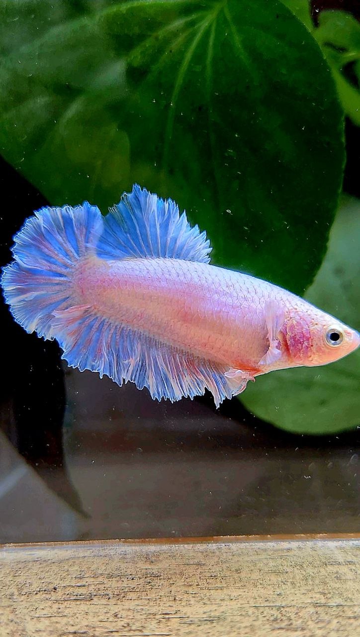 FEMALE HALFMOON FEATHER TAIL WHITE BETTA FISH