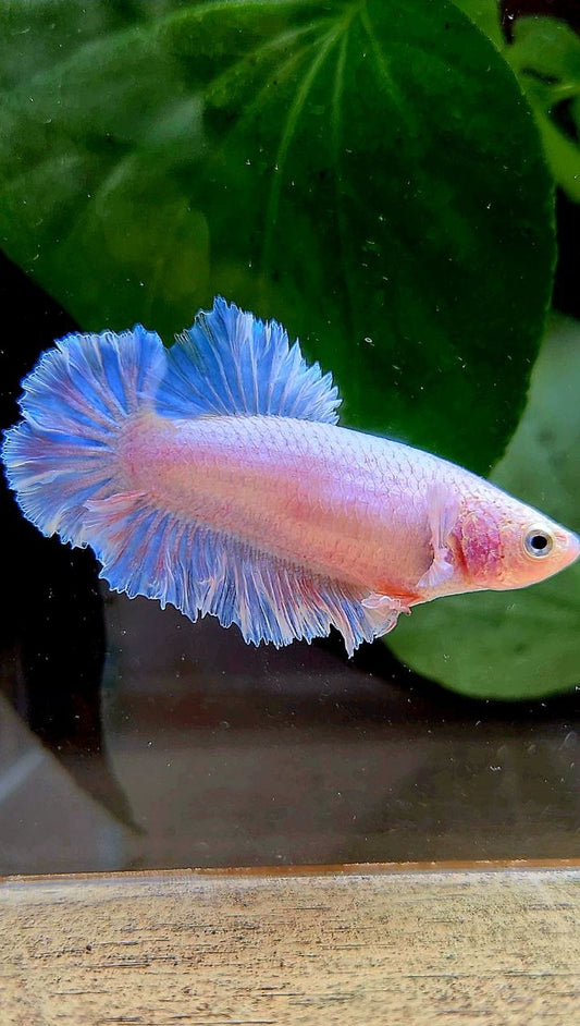 FEMALE HALFMOON FEATHER TAIL WHITE BETTA FISH