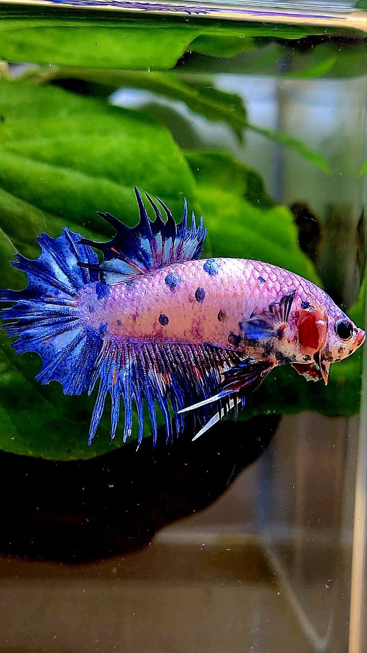 CROWNTAIL PLAKAT PURPLE BLUE DOTS FLAMINGGO BETTA FISH