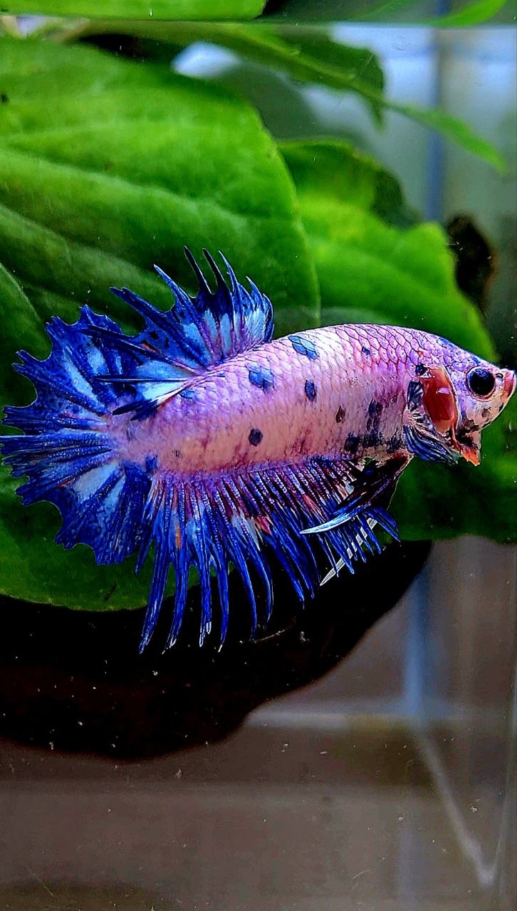 CROWNTAIL PLAKAT PURPLE BLUE DOTS FLAMINGGO BETTA FISH