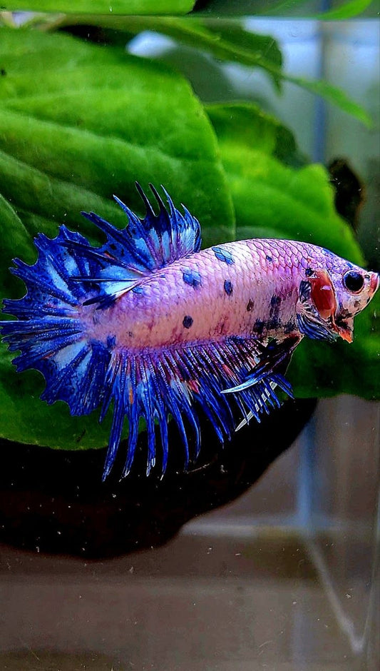CROWNTAIL PLAKAT PURPLE BLUE DOTS FLAMINGGO BETTA FISH