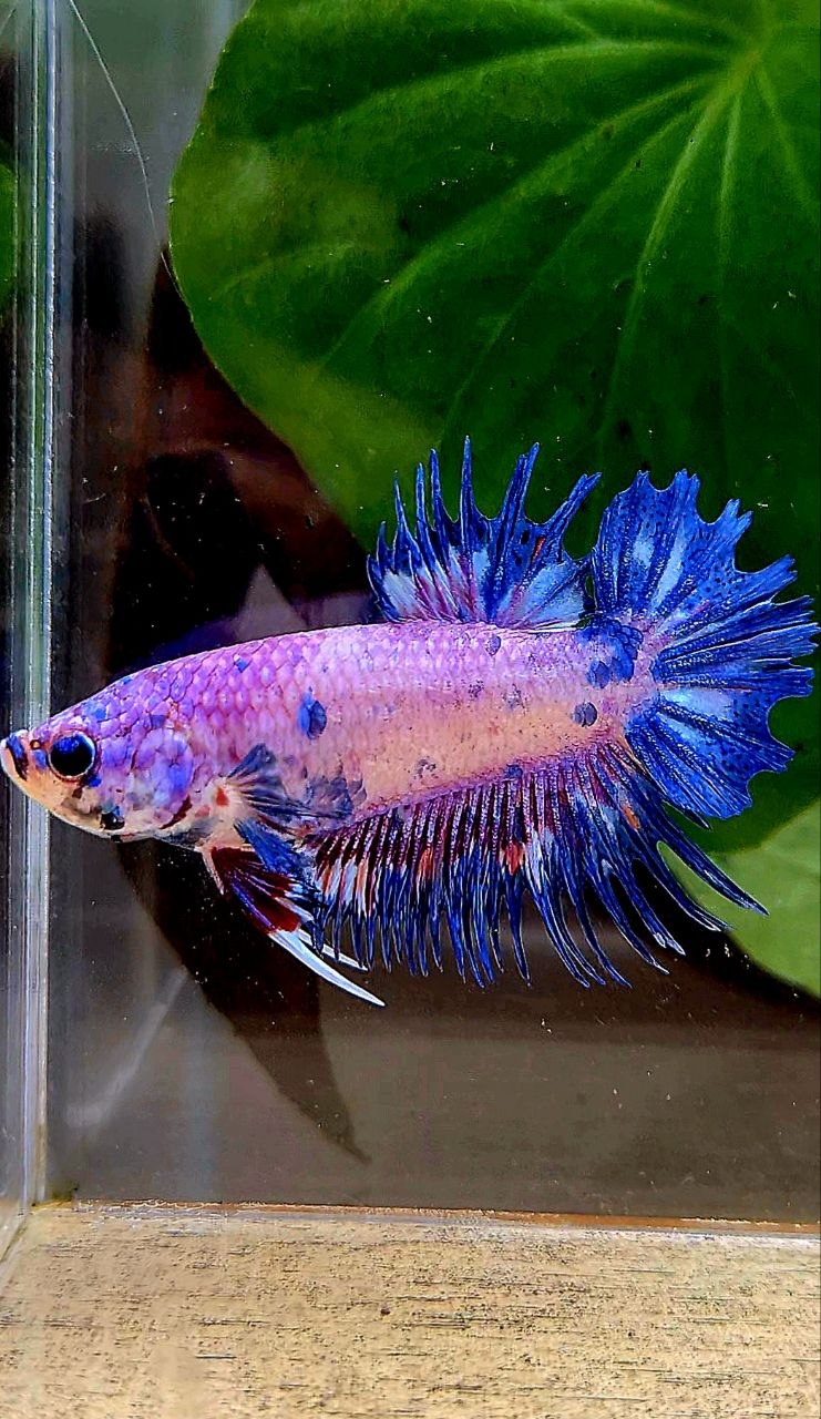 CROWNTAIL PLAKAT PURPLE BLUE DOTS FLAMINGGO BETTA FISH