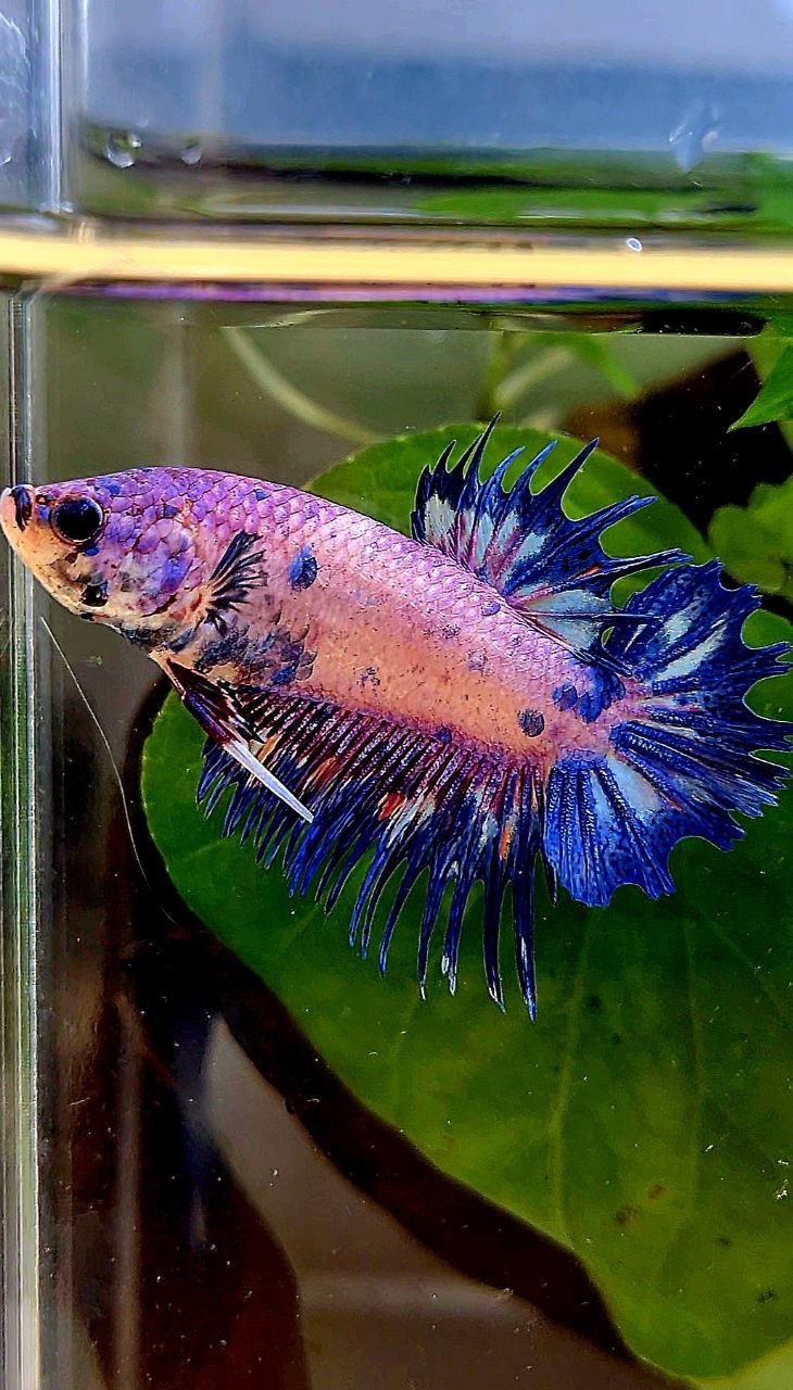 CROWNTAIL PLAKAT PURPLE BLUE DOTS FLAMINGGO BETTA FISH
