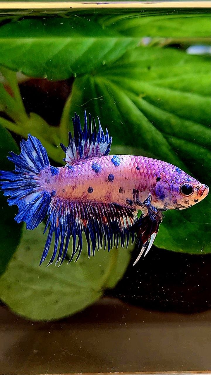 CROWNTAIL PLAKAT PURPLE BLUE DOTS FLAMINGGO BETTA FISH