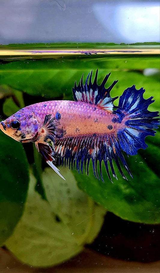 CROWNTAIL PLAKAT PURPLE BLUE DOTS FLAMINGGO BETTA FISH