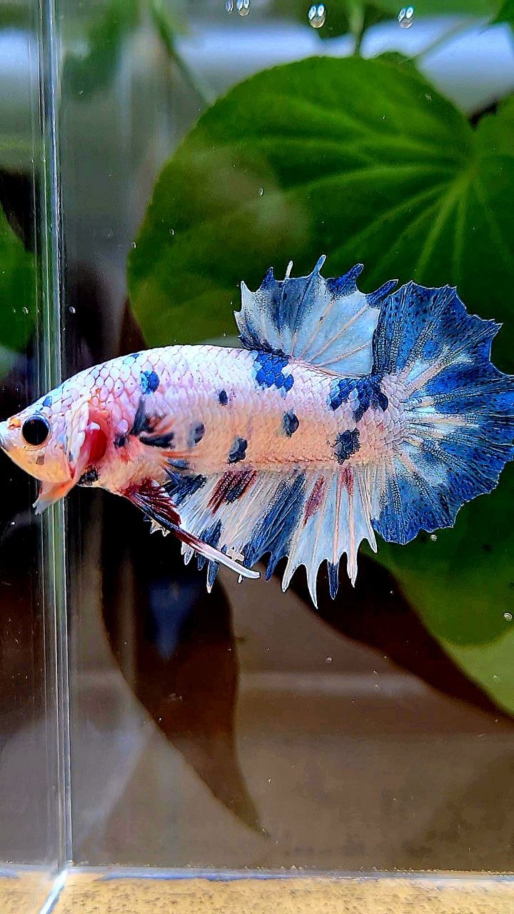 CROWNTAIL PLAKAT WHITE BLUE DOTS MARBLE MULTICOLOR BETTA FISH