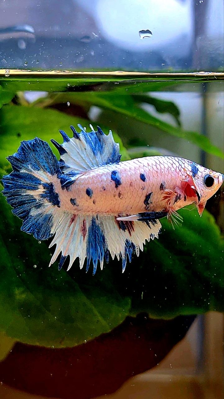 CROWNTAIL PLAKAT WHITE BLUE DOTS MARBLE MULTICOLOR BETTA FISH