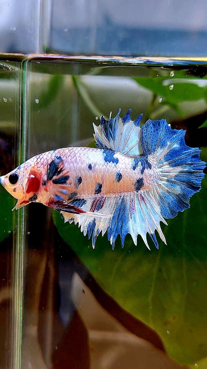 CROWNTAIL PLAKAT WHITE BLUE DOTS MARBLE MULTICOLOR BETTA FISH