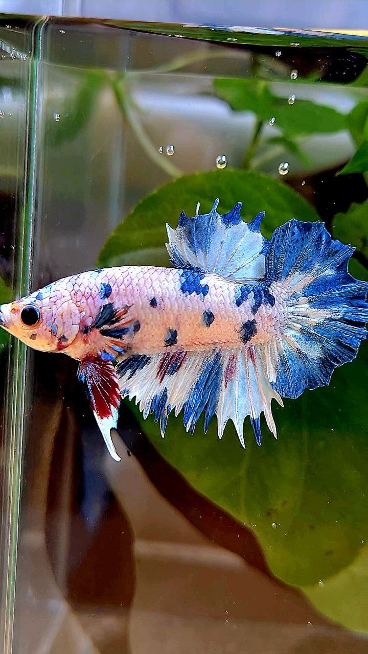 CROWNTAIL PLAKAT WHITE BLUE DOTS MARBLE MULTICOLOR BETTA FISH