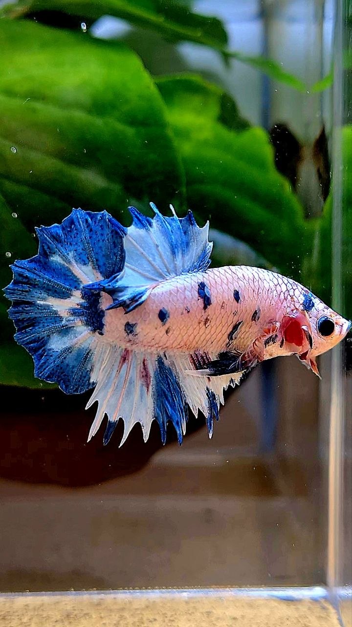 CROWNTAIL PLAKAT WHITE BLUE DOTS MARBLE MULTICOLOR BETTA FISH