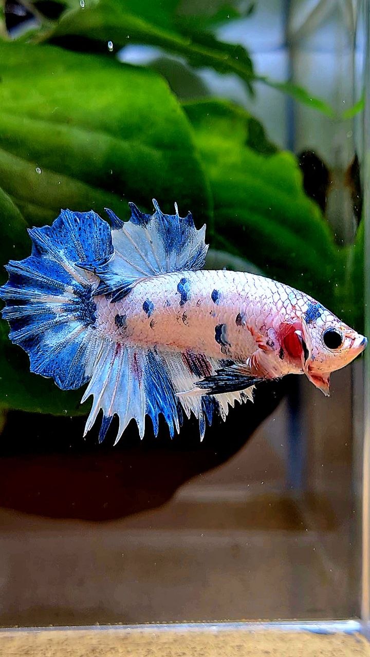 CROWNTAIL PLAKAT WHITE BLUE DOTS MARBLE MULTICOLOR BETTA FISH