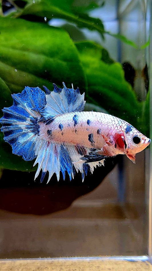 CROWNTAIL PLAKAT WHITE BLUE DOTS MARBLE MULTICOLOR BETTA FISH
