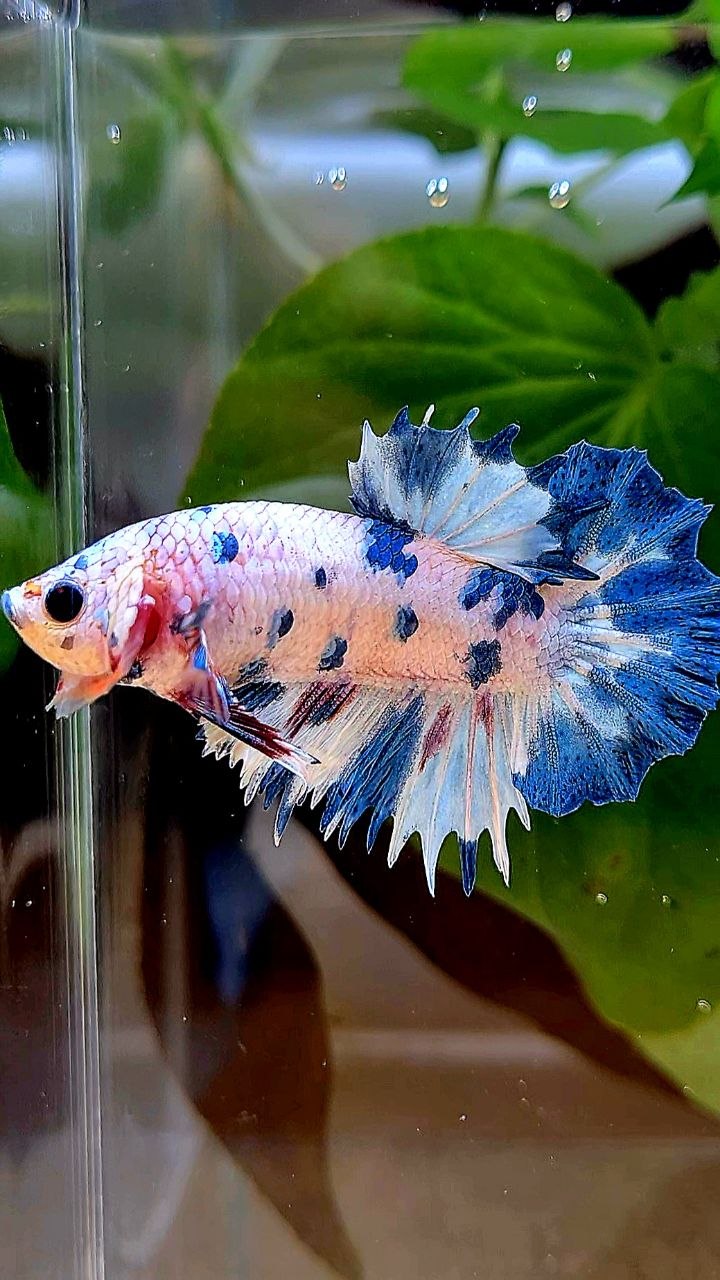 CROWNTAIL PLAKAT WHITE BLUE DOTS MARBLE MULTICOLOR BETTA FISH