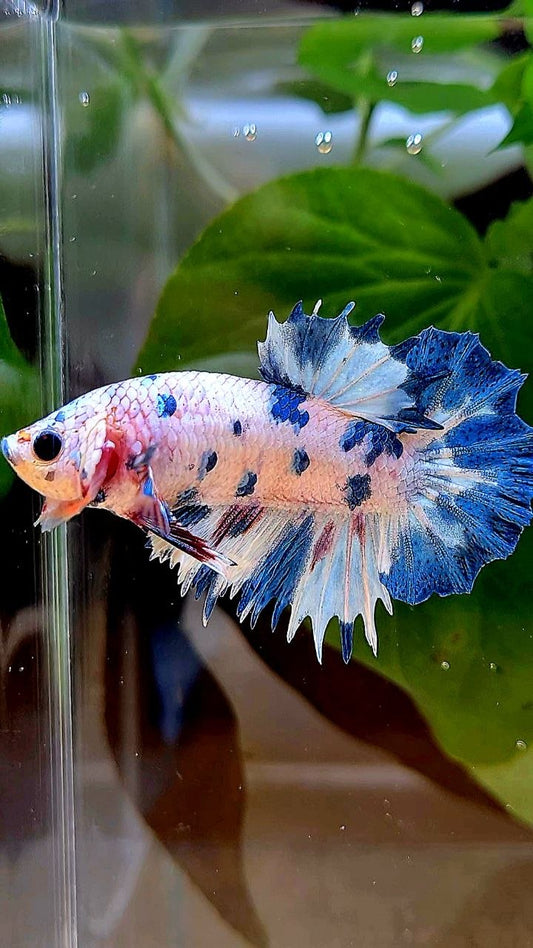CROWNTAIL PLAKAT WHITE BLUE DOTS MARBLE MULTICOLOR BETTA FISH