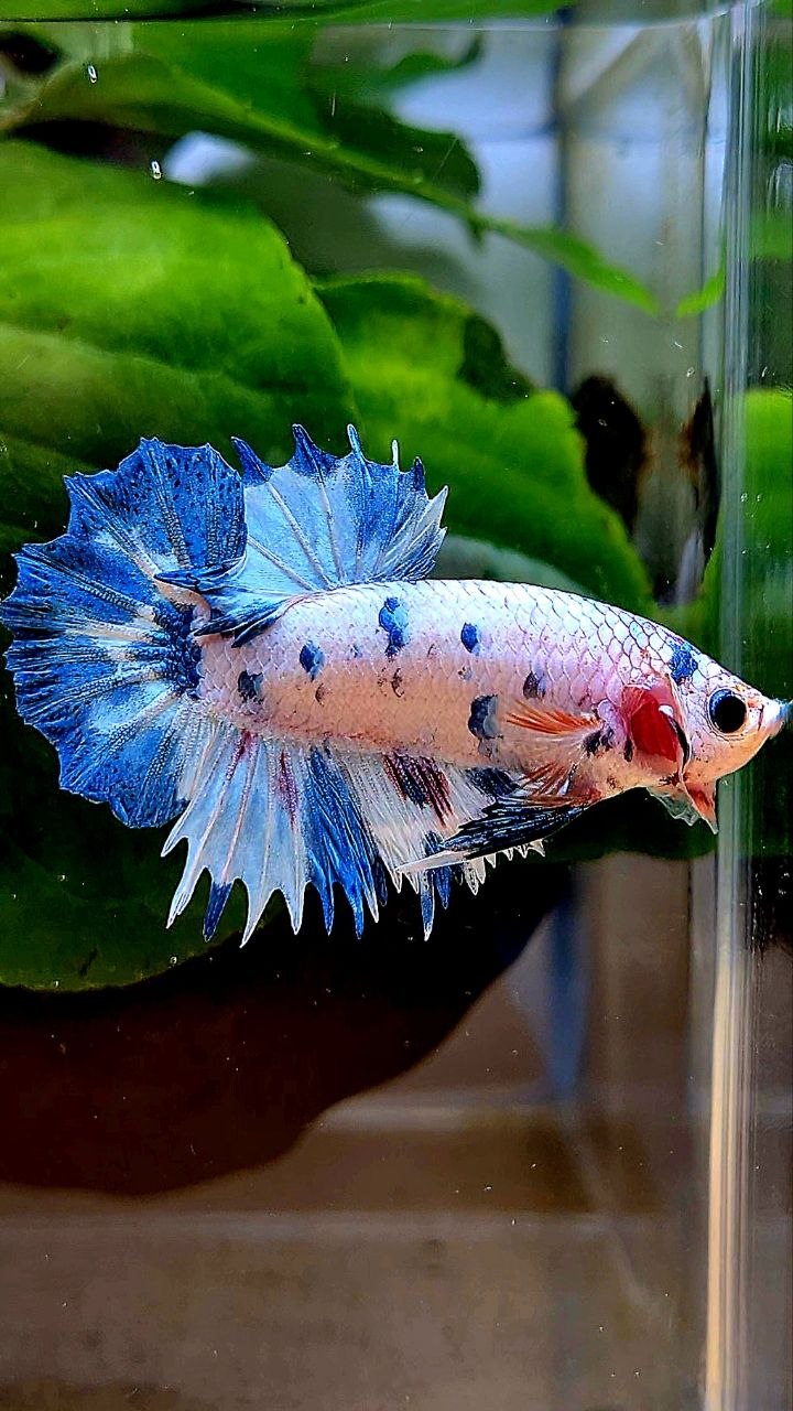 CROWNTAIL PLAKAT WHITE BLUE DOTS MARBLE MULTICOLOR BETTA FISH