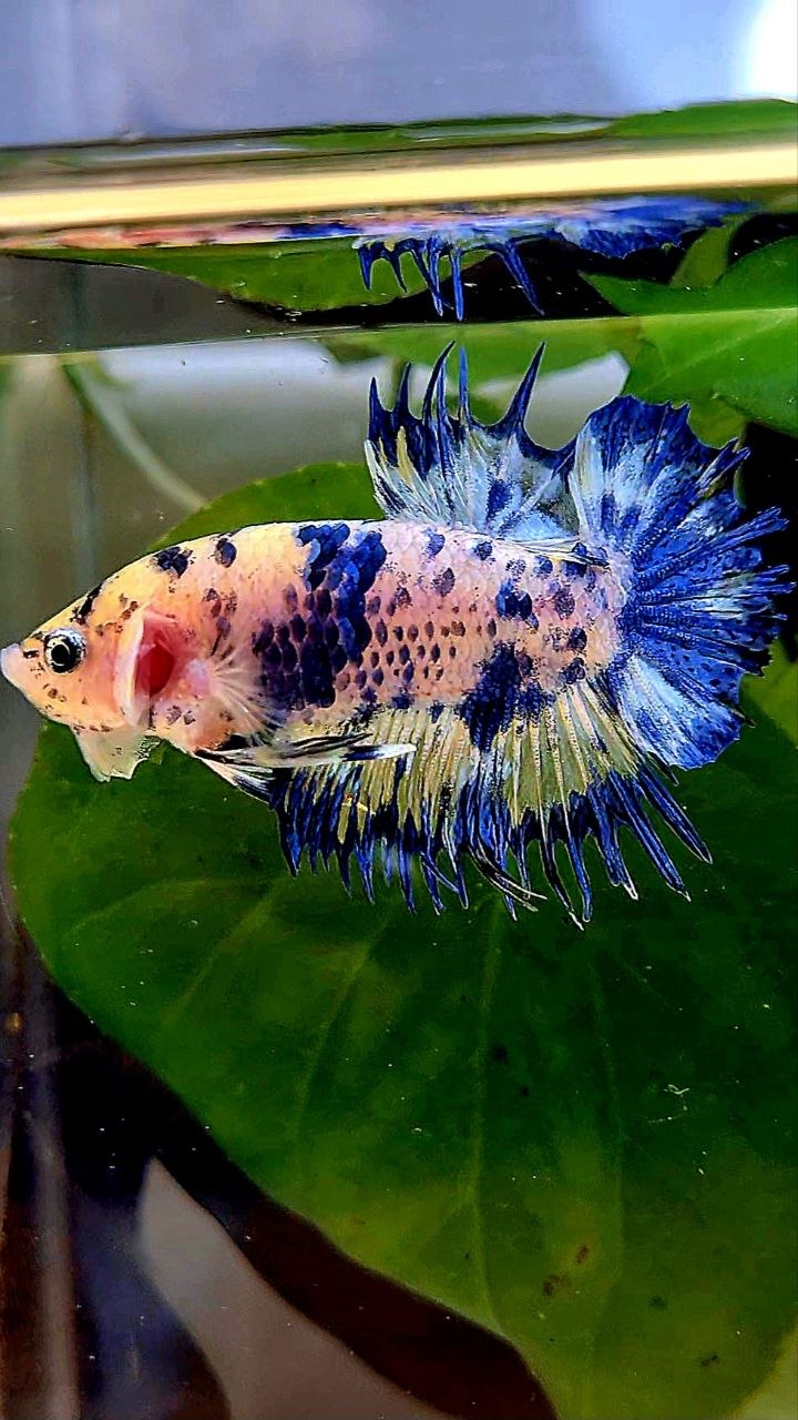 CROWNTAIL PLAKAT BLUE DOTS MARBLE YELLOW BETTA FISH