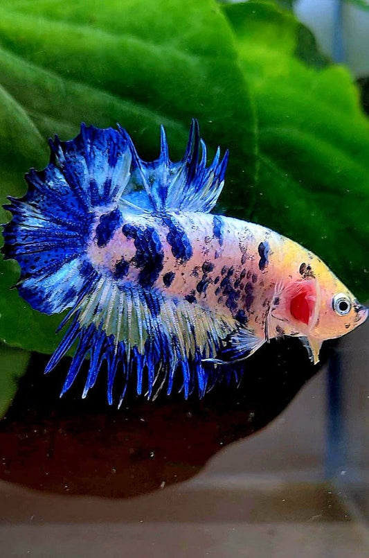 CROWNTAIL PLAKAT BLUE DOTS MARBLE YELLOW BETTA FISH