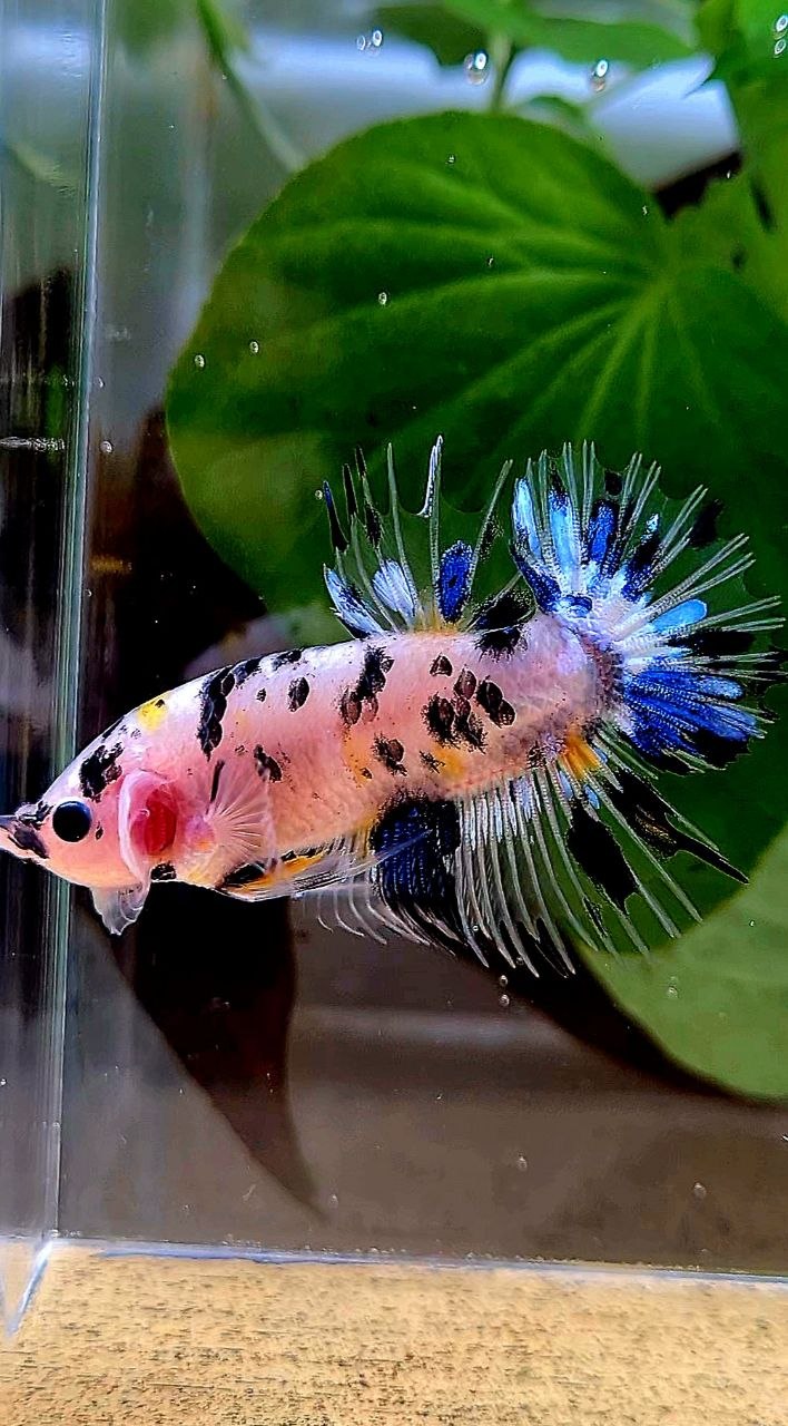 CROWNTAIL PLAKAT KOI DOTS MULTICOLOR BETTA FISH