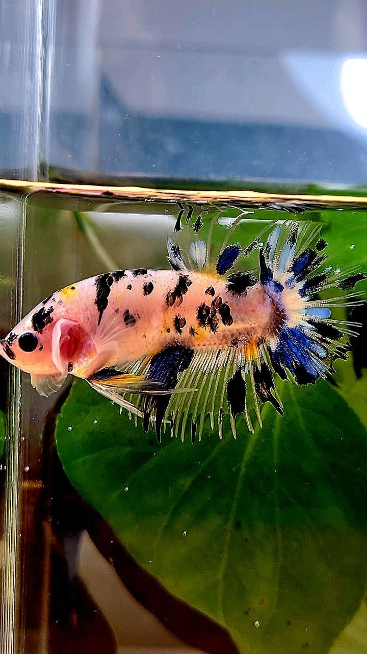 CROWNTAIL PLAKAT KOI DOTS MULTICOLOR BETTA FISH