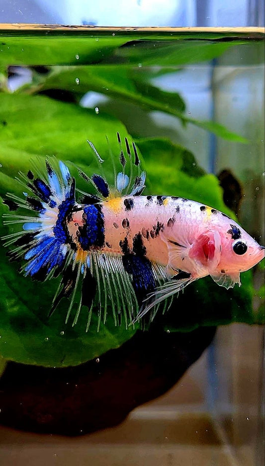CROWNTAIL PLAKAT KOI DOTS MULTICOLOR BETTA FISH