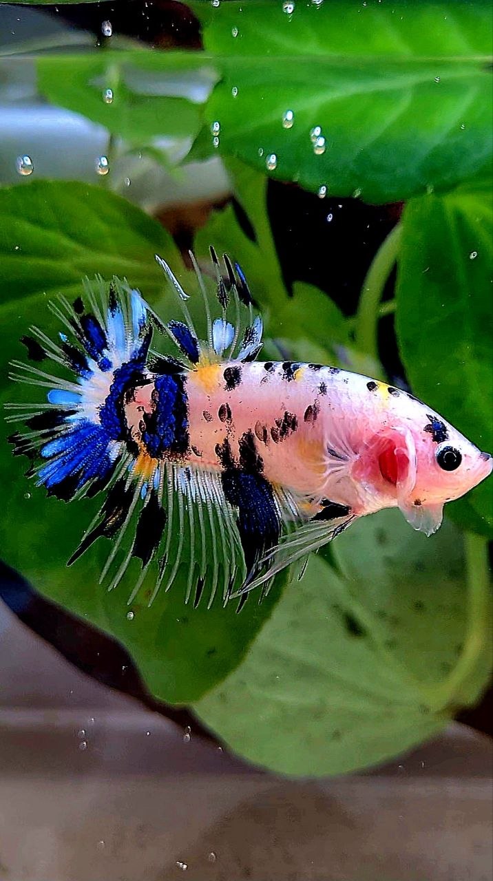 CROWNTAIL PLAKAT KOI DOTS MULTICOLOR BETTA FISH