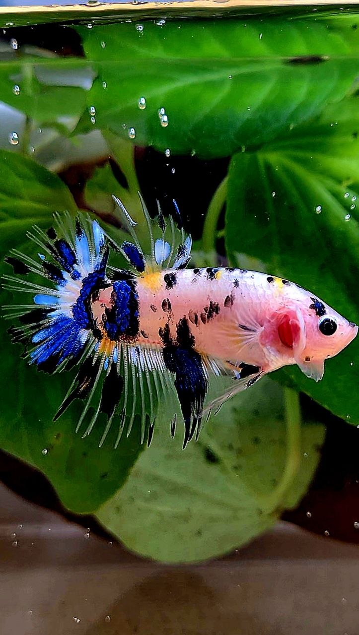 CROWNTAIL PLAKAT KOI DOTS MULTICOLOR BETTA FISH