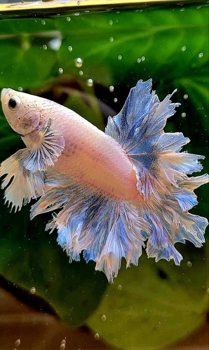 HALFMOON FEATHER TAIL WHITE BETTA FISH