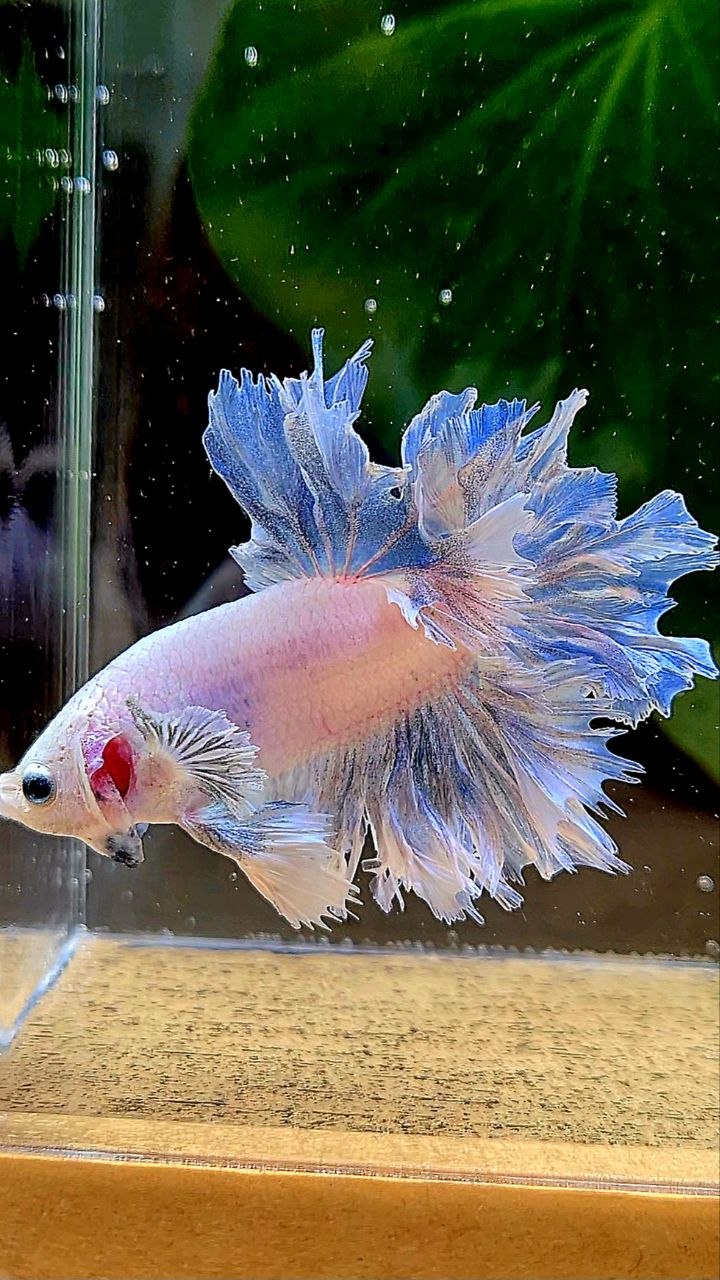 HALFMOON FEATHER TAIL WHITE BETTA FISH