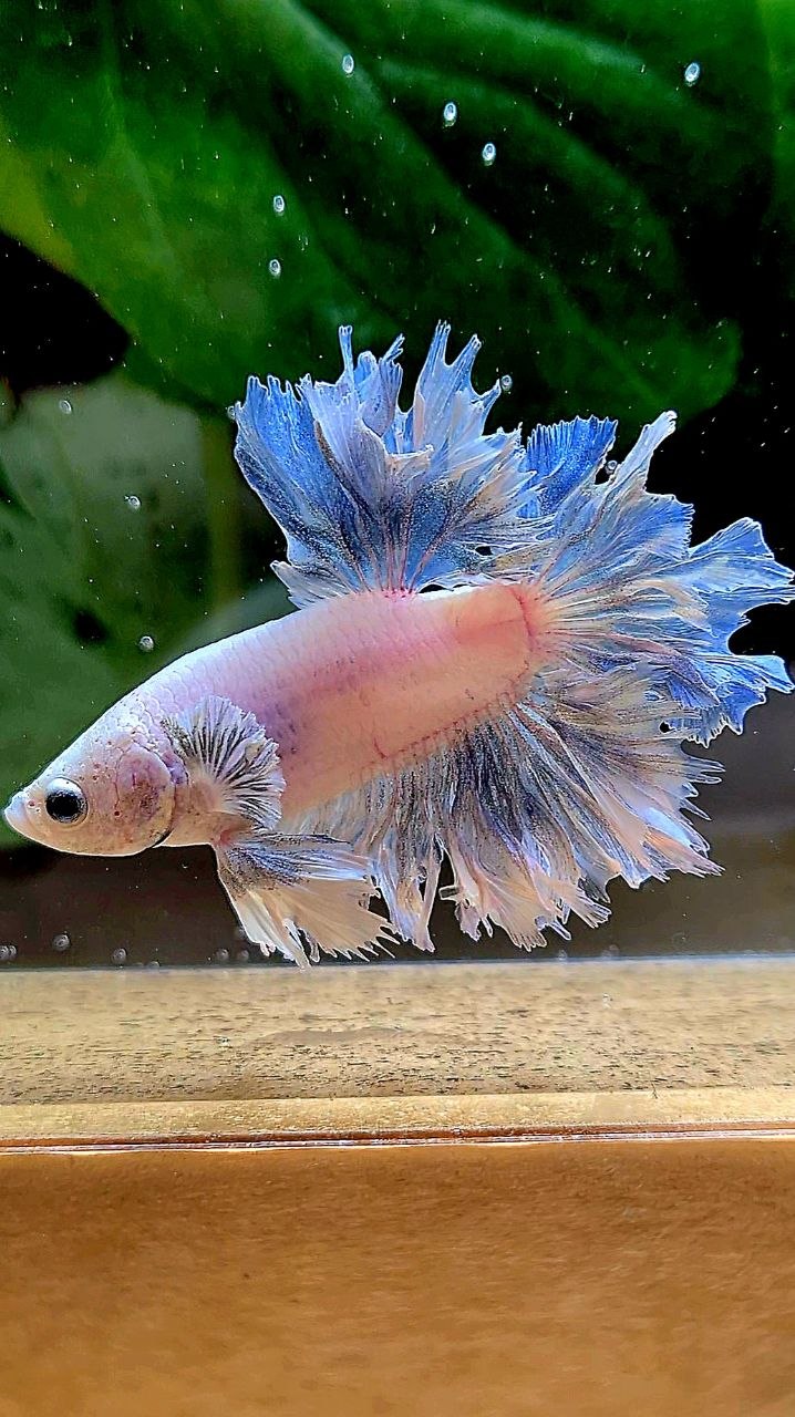 HALFMOON FEATHER TAIL WHITE BETTA FISH