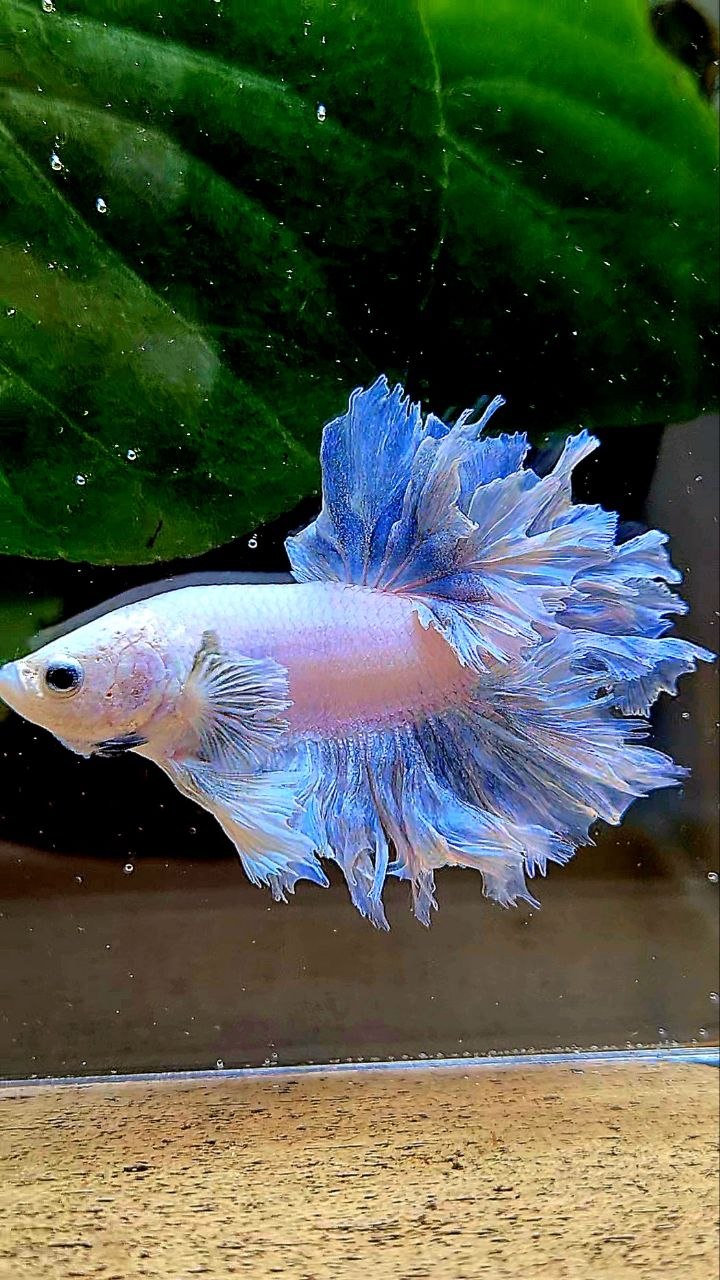 HALFMOON FEATHER TAIL WHITE BETTA FISH