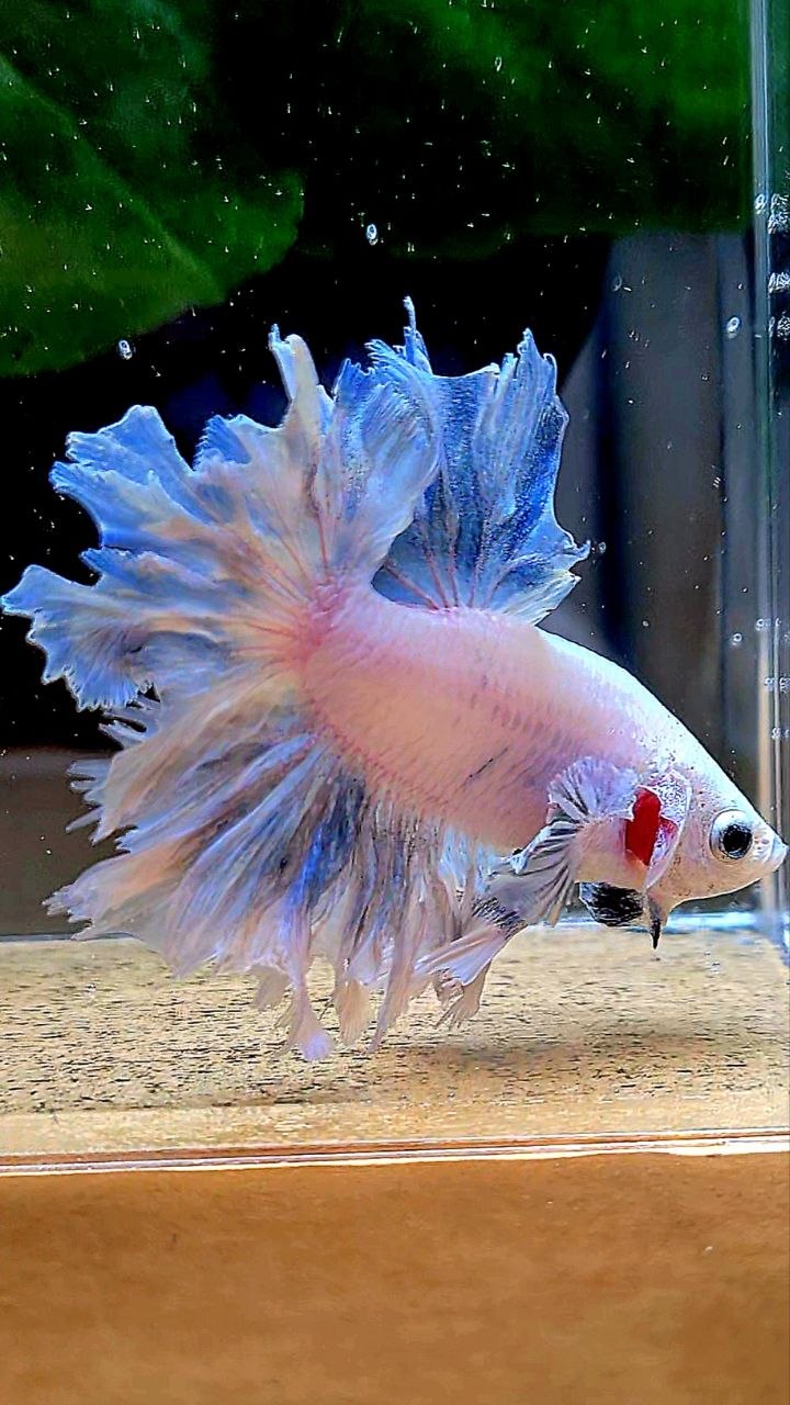 HALFMOON FEATHER TAIL WHITE BETTA FISH