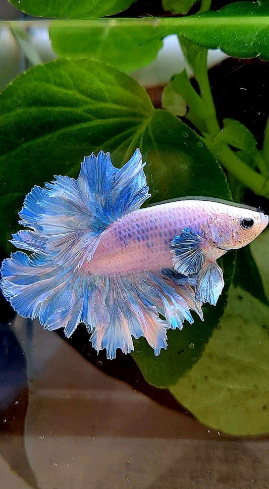 HALFMOON FEATHER TAIL WHITE BLUE WASH BETTA FISH