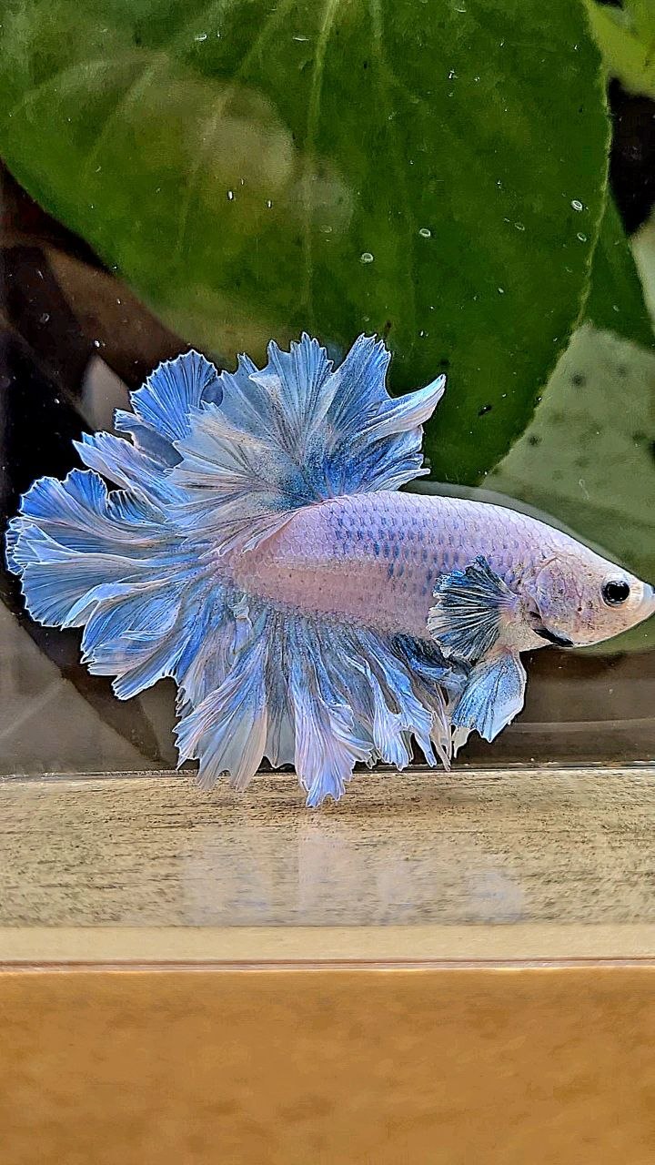 HALFMOON FEATHER TAIL WHITE BLUE WASH BETTA FISH