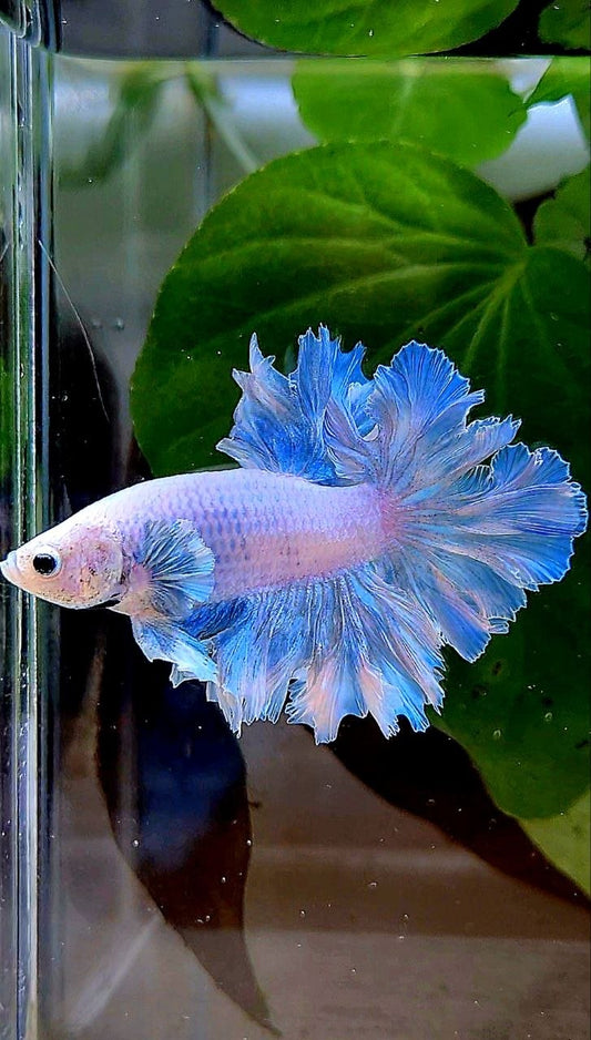 HALFMOON FEATHER TAIL WHITE BLUE WASH BETTA FISH