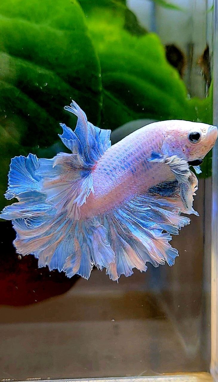 HALFMOON FEATHER TAIL WHITE BLUE WASH BETTA FISH