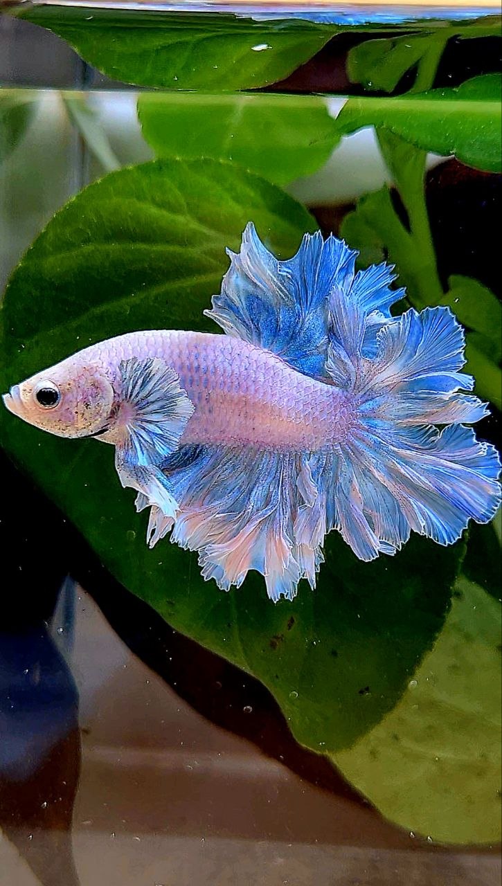 HALFMOON FEATHER TAIL WHITE BLUE WASH BETTA FISH