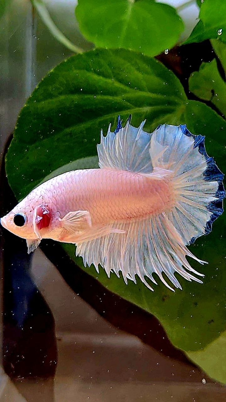 LUXURY CROWNTAIL PLAKAT WHITE BLUE RIM BETTA FISH
