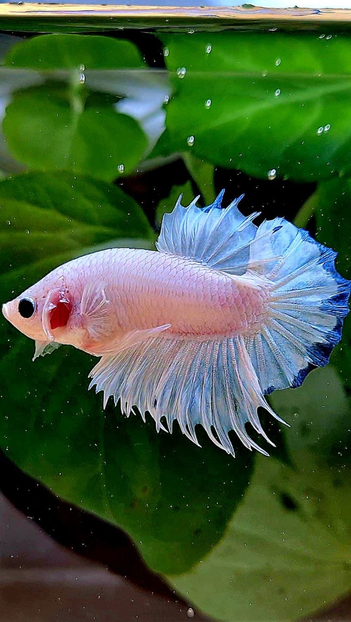 LUXURY CROWNTAIL PLAKAT WHITE BLUE RIM BETTA FISH