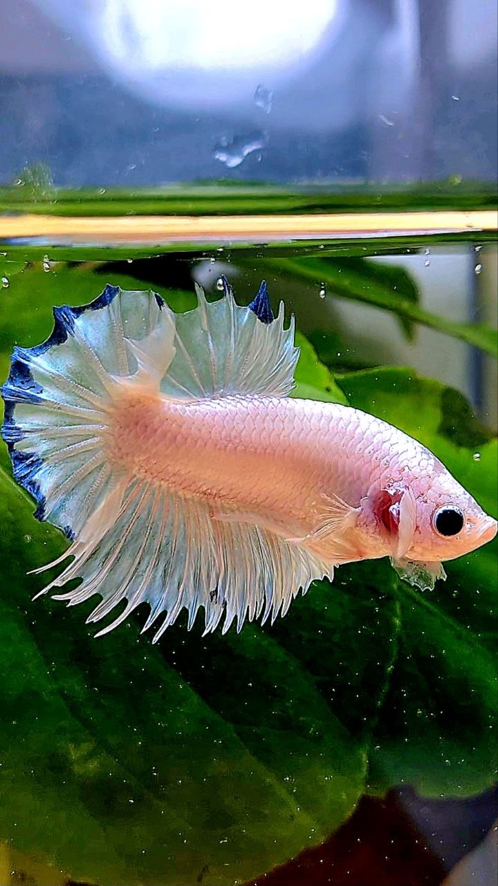 LUXURY CROWNTAIL PLAKAT WHITE BLUE RIM BETTA FISH