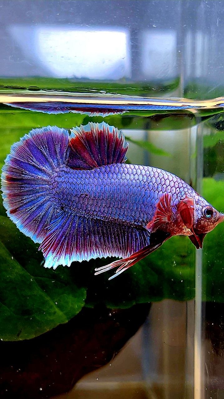 PLAKAT SUPER PURPLE FANCY BETTA FISH