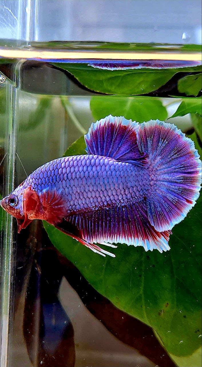 PLAKAT SUPER PURPLE FANCY BETTA FISH