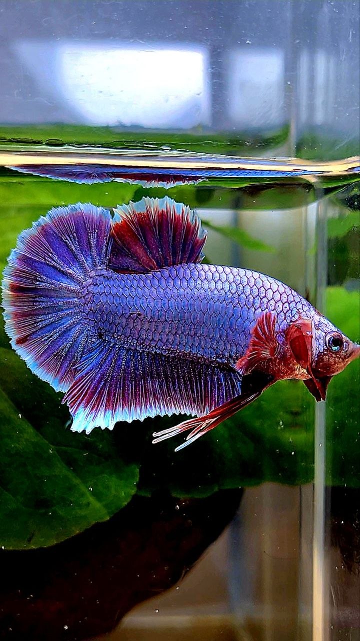 PLAKAT SUPER PURPLE FANCY BETTA FISH