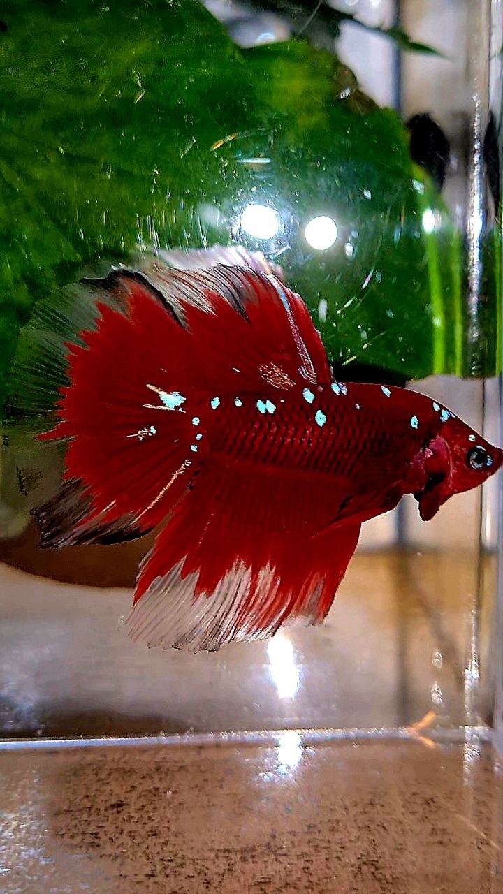 HALFMOON ROSETAIL RED PURPLE GALAXY RPG BETTA FISH