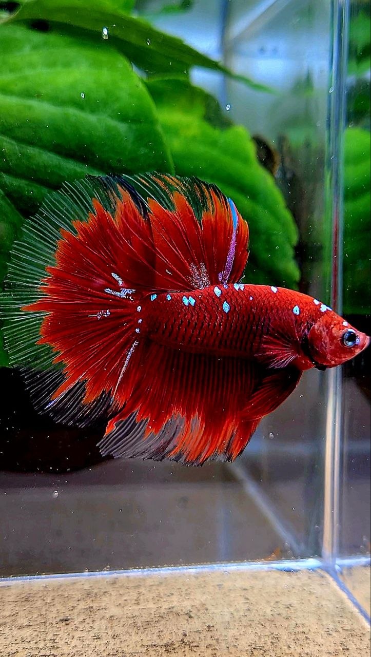 HALFMOON ROSETAIL RED PURPLE GALAXY RPG BETTA FISH