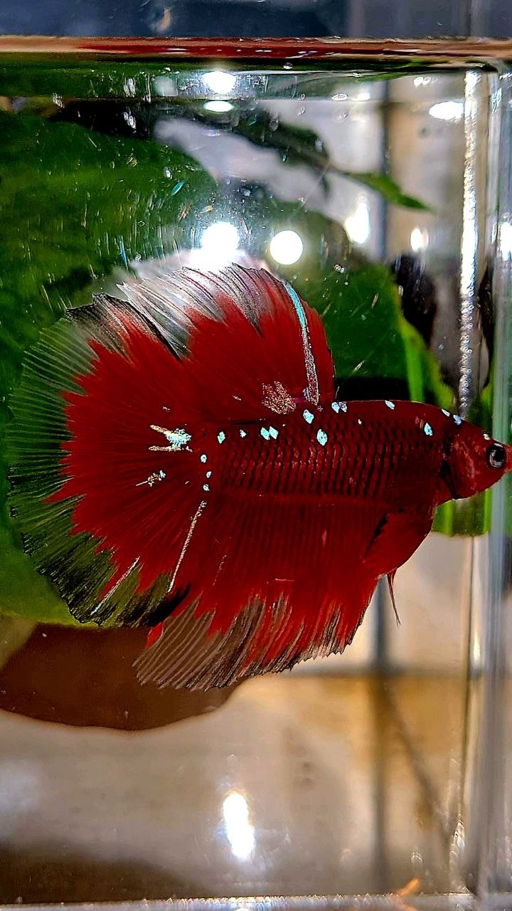 HALFMOON ROSETAIL RED PURPLE GALAXY RPG BETTA FISH