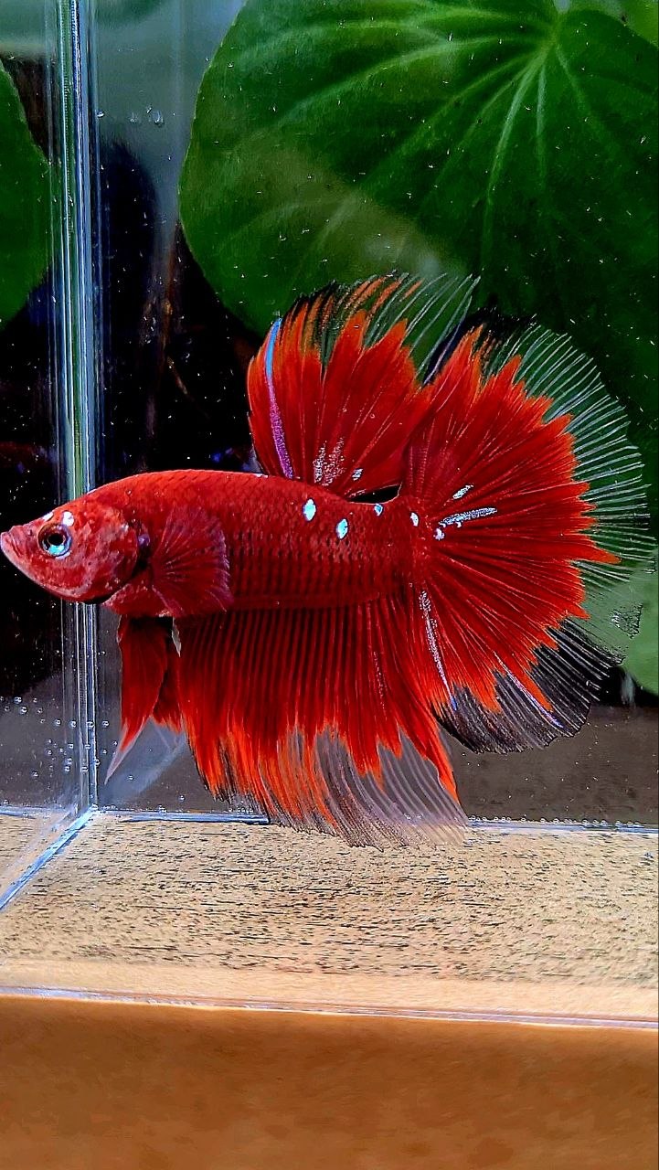 HALFMOON ROSETAIL RED PURPLE GALAXY RPG BETTA FISH