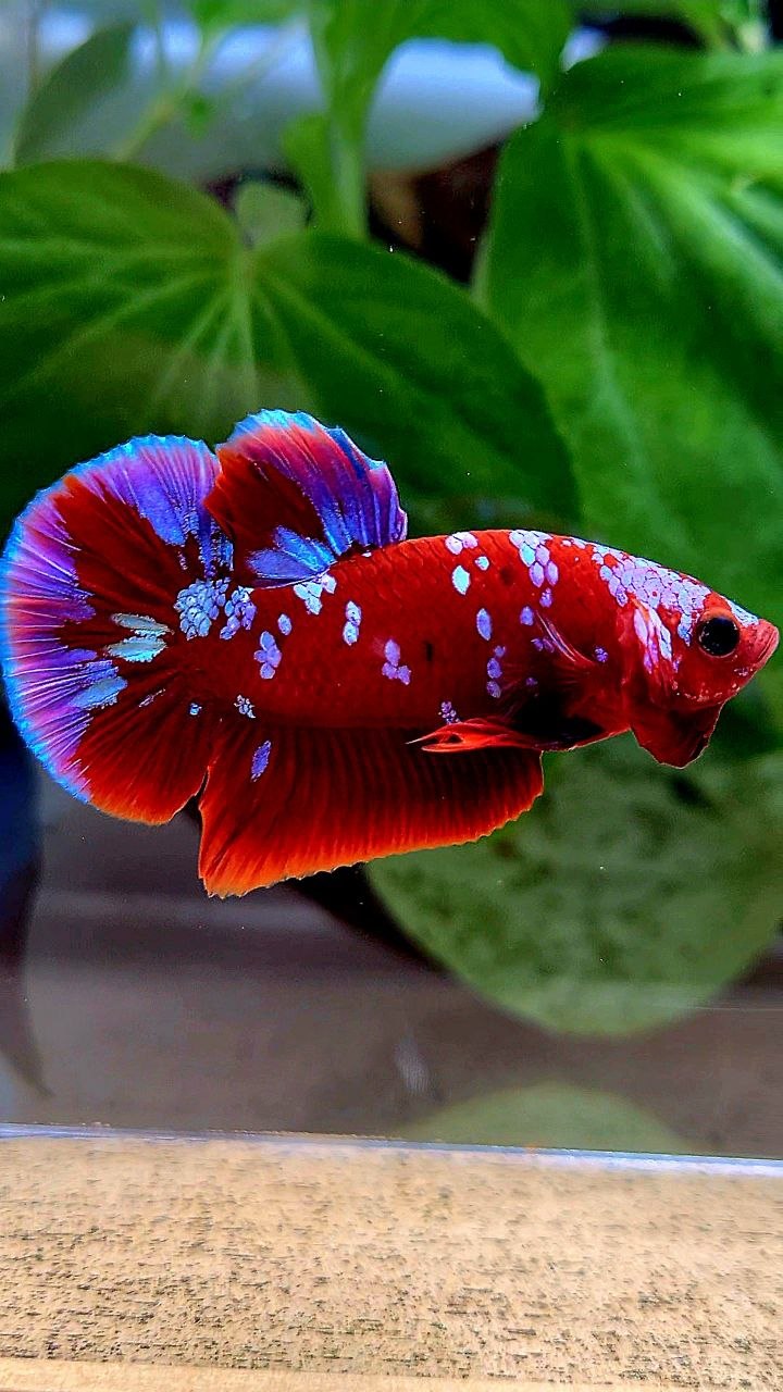 PLAKAT RED PURPLE GALAXY RPG PATTERN BETTA FISH