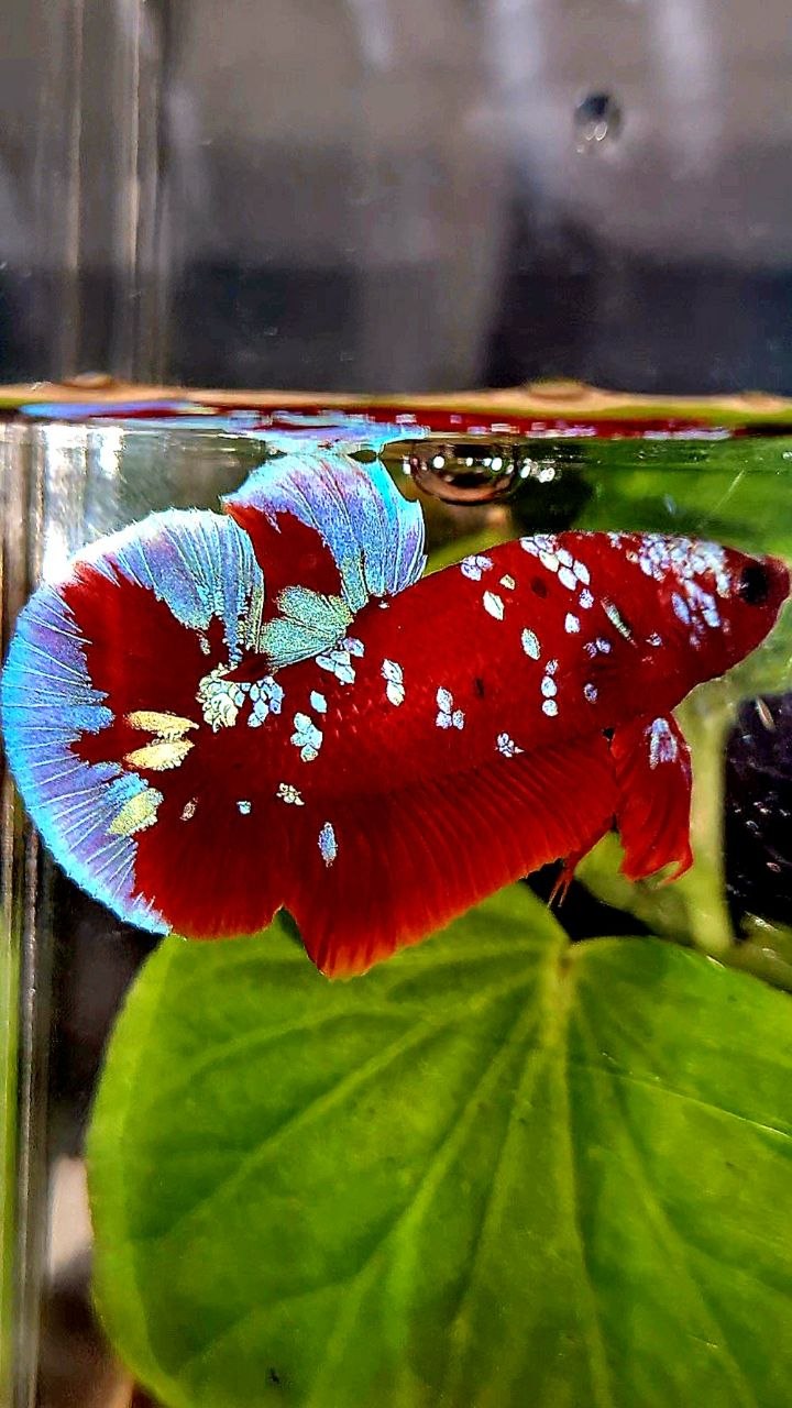 PLAKAT RED PURPLE GALAXY RPG PATTERN BETTA FISH