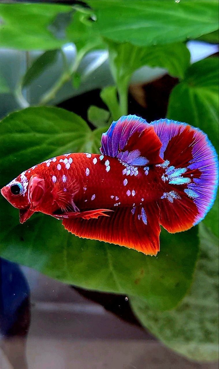 PLAKAT RED PURPLE GALAXY RPG PATTERN BETTA FISH